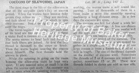 Cocoons of silkworms, Japan description